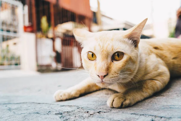 Retrato de gato pequeno bonito na rua — Fotografia de Stock