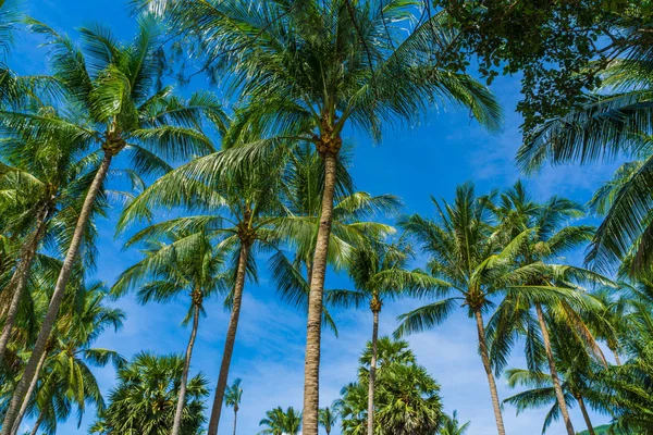 青空海ビーチに対してココナッツ パーム熱帯木 — ストック写真