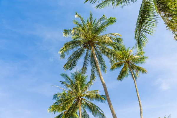 青空海ビーチに対してココナッツ パーム熱帯木 — ストック写真