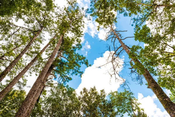 Hermoso pino verde con fondo de cielo azul — Foto de Stock
