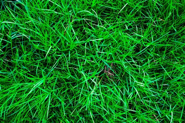 Grama verde textura vista superior — Fotografia de Stock