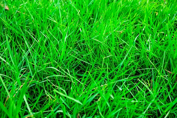 Yeşil çim doku üstten görünüm — Stok fotoğraf