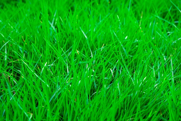 Widok z góry tekstura trawa zielony — Zdjęcie stockowe