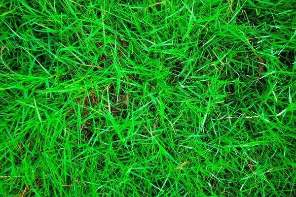 Verde hierba textura vista superior — Foto de Stock