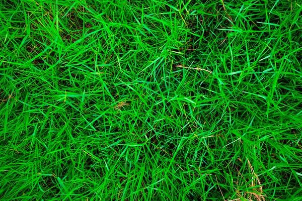 Pohled shora zelené trávě textury — Stock fotografie