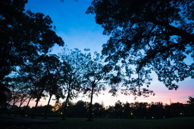 Park'a günbatımı, yaz, ağaç siluet
