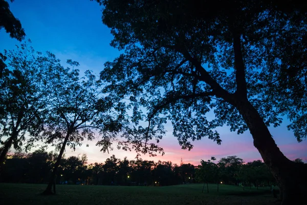 Sylwetka Drzewa Parku Zachód Słońca Lato — Zdjęcie stockowe
