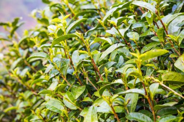 Highland üzerinde yakın taze yeşil çay yaprakları