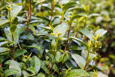 Çay yaprağı ile sabah ışığında yakın çekim