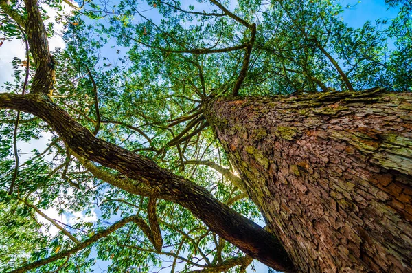 Big tree in mountain with sun light, Uprisen view