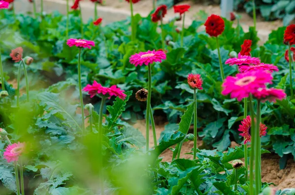菊の花の花フィールド 室内デイジー ガーデン — ストック写真