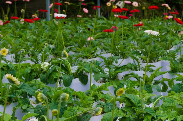 Campo Fiori Crisantemo Giardino Delle Margherite Coperto — Foto Stock