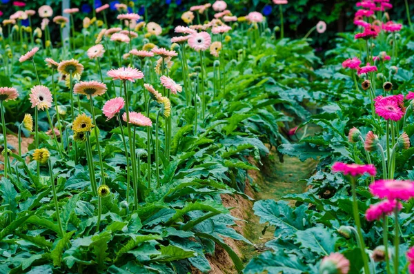 菊の花の花フィールド 室内デイジー ガーデン — ストック写真