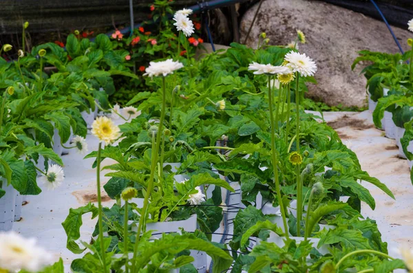 Campo Fiori Crisantemo Giardino Delle Margherite Coperto — Foto Stock