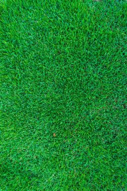 Yeşil çim arazi doku