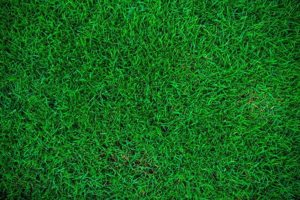 自然緑の草背景トップ ビュー — ストック写真