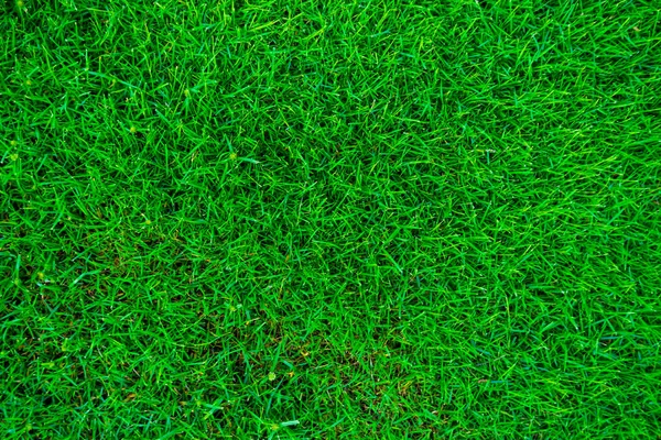 Groen Gras Land Textuur — Stockfoto
