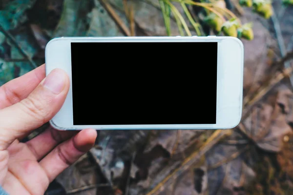 Smartphone Mano Para Tomar Una Foto Plantación Fresas Tecnología Concepto —  Fotos de Stock