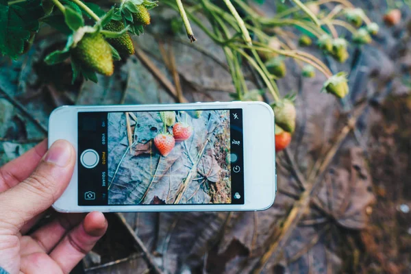 Smartphone Mano Para Tomar Una Foto Plantación Fresas Tecnología Concepto — Foto de Stock