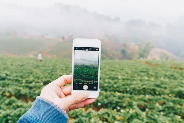 Smartphone Mano Para Tomar Una Foto Plantación Fresas Tecnología Concepto — Foto de Stock