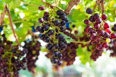 Kırmızı üzüm bush üzüm, üzüm meyve güneş ışığı ile