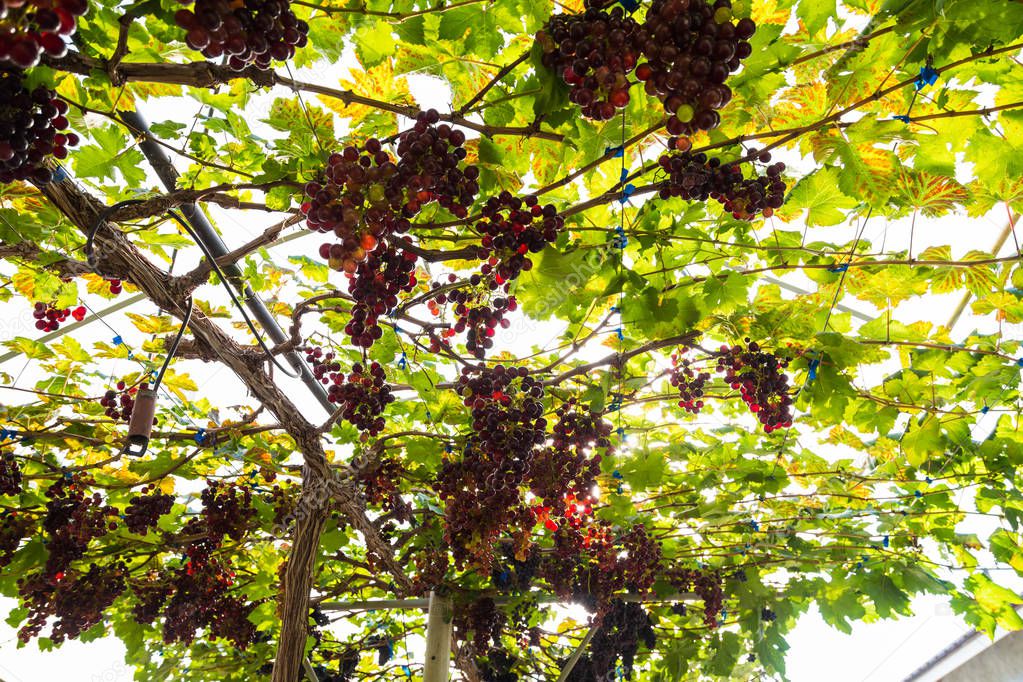 Red grape bush with sun light on vineyard, Vine fruit