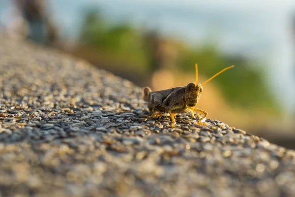 Grasshopper Enjoy Sunset Move Concept — Stock Photo, Image