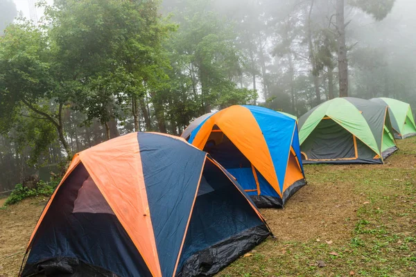 Camping Pine Forest Fog Morning Vacation Time Nature — Stock Photo, Image