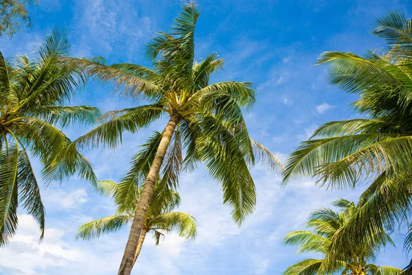 ココヤシの木ツリー青い空 自然の背景 — ストック写真