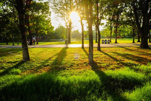 Park sunset med ljus skugga på trädet — Stockfoto