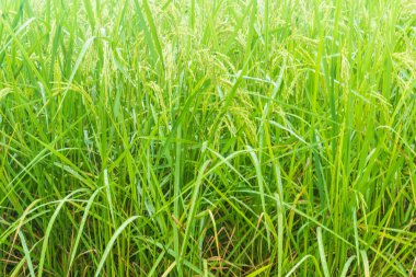 pirinç tarlası ve çeltik