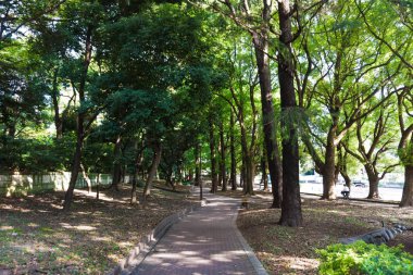 Park yeşil ağaç yolu