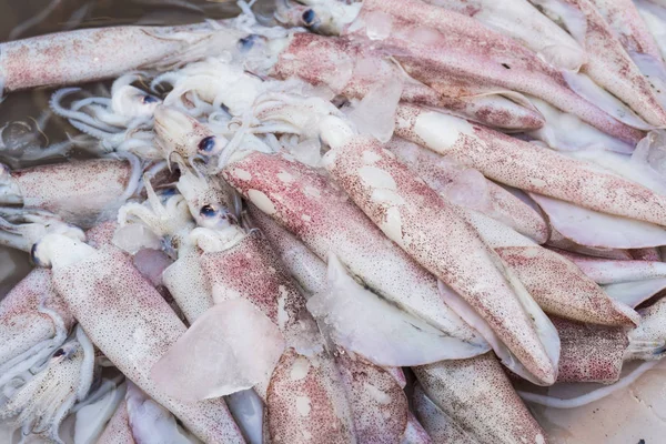 Fresh squid raw material in market — Stock Photo, Image