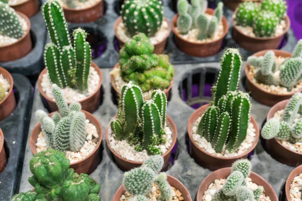 Group Cactus Plant Nature Garden — Stock Photo, Image