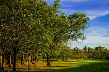 Ağaç Parkı yeşil çayır ile