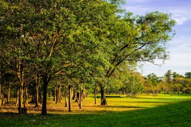 Ağaç Parkı yeşil çayır ile