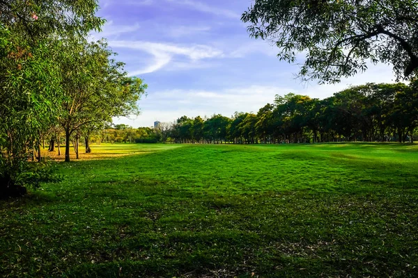 Tree with green meadow in public park — Stock Photo, Image