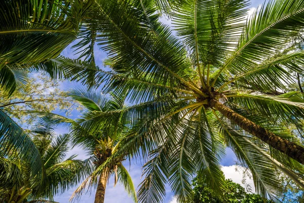 ココヤシの木ツリーの青い空 — ストック写真