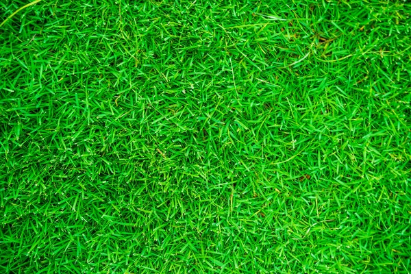 Natureza verde grama textura acima vista — Fotografia de Stock