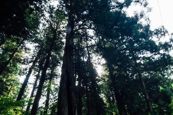 Kiefernwald Hintergrund. — Stockfoto