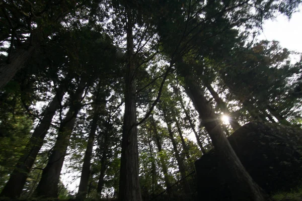 Pino foresta sfondo . — Foto Stock