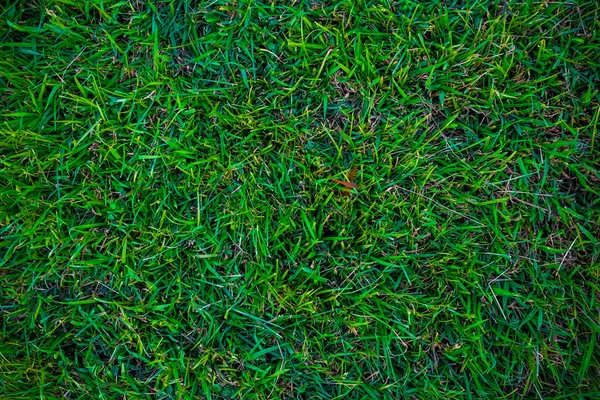 Pusty zielona trawa tło — Zdjęcie stockowe