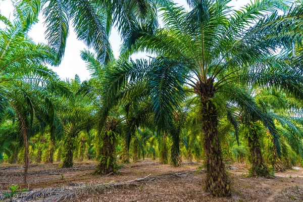 Plantacja Palm dla energii przemysłowe — Zdjęcie stockowe