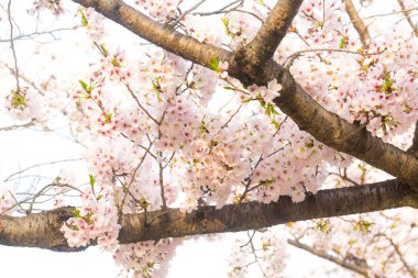 Sakura çiçek ağaç dalı ile