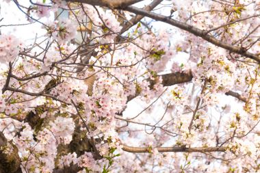 Sakura çiçek ağaç dalı ile