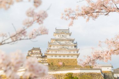Sakura cherrry çiçekleri sezon Himeji Kalesi