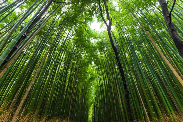 Вид на бамбуковый лес Арашияма — стоковое фото