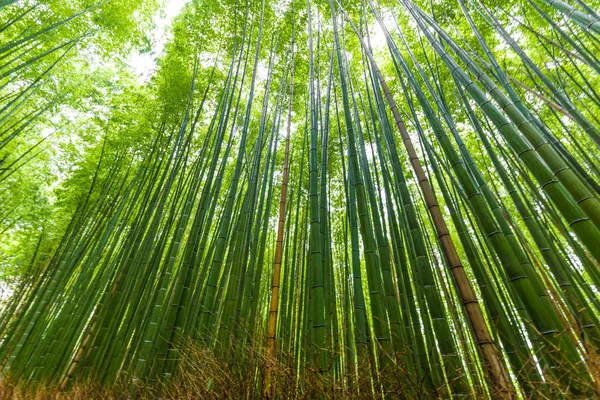 Arashiyama floresta de bambu vista de ângulo de insurreição — Fotografia de Stock