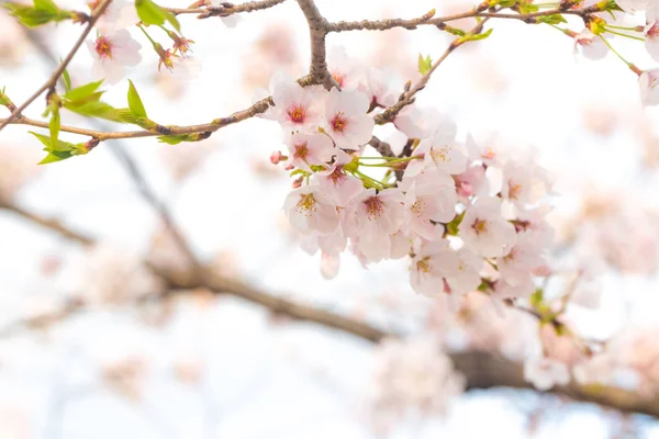 Sakura flower with tree branch — Stock Photo, Image