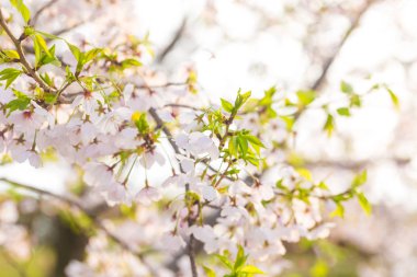 Güzel sakura çiçek çiçek açan çiçek